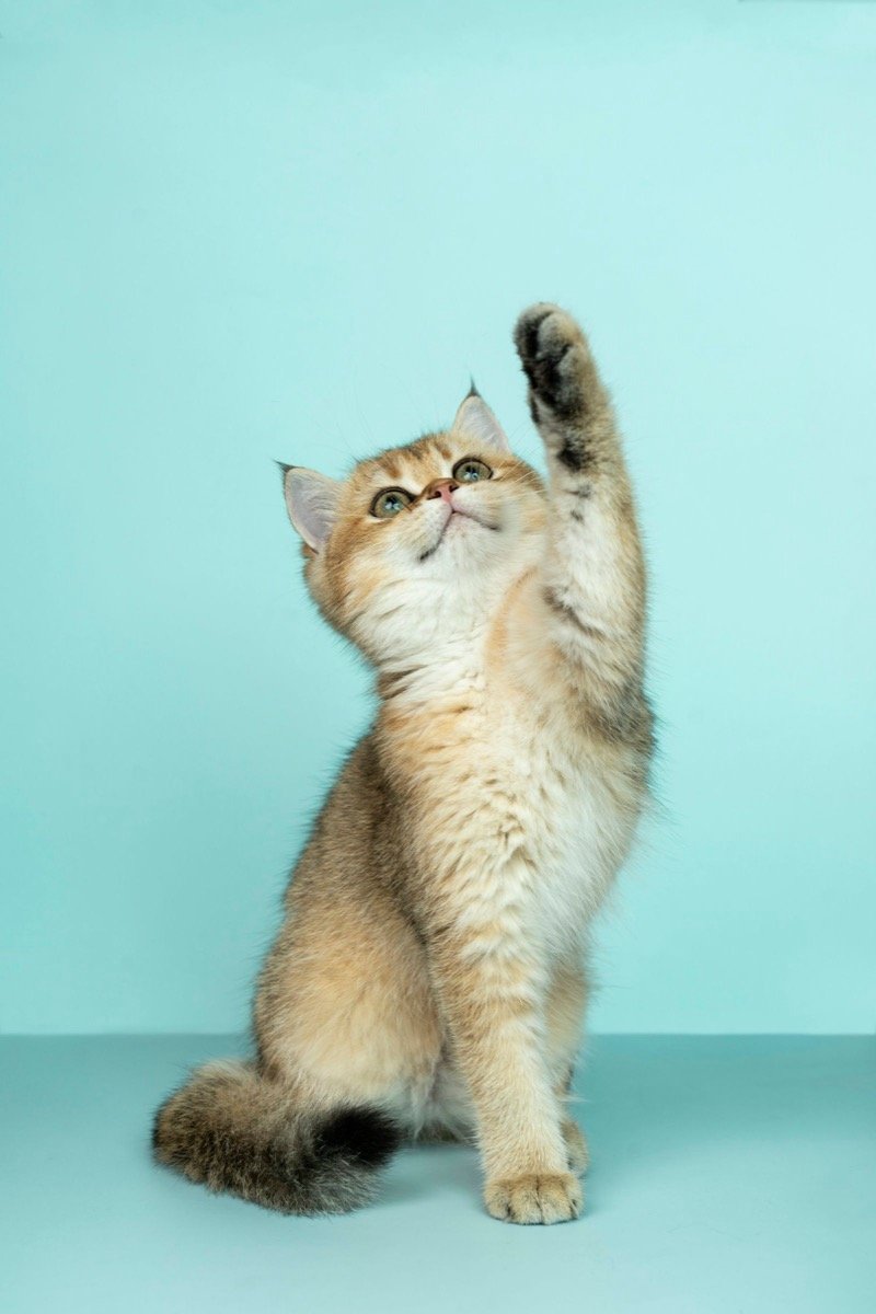 Cats & Kittens for Sale in Singapore