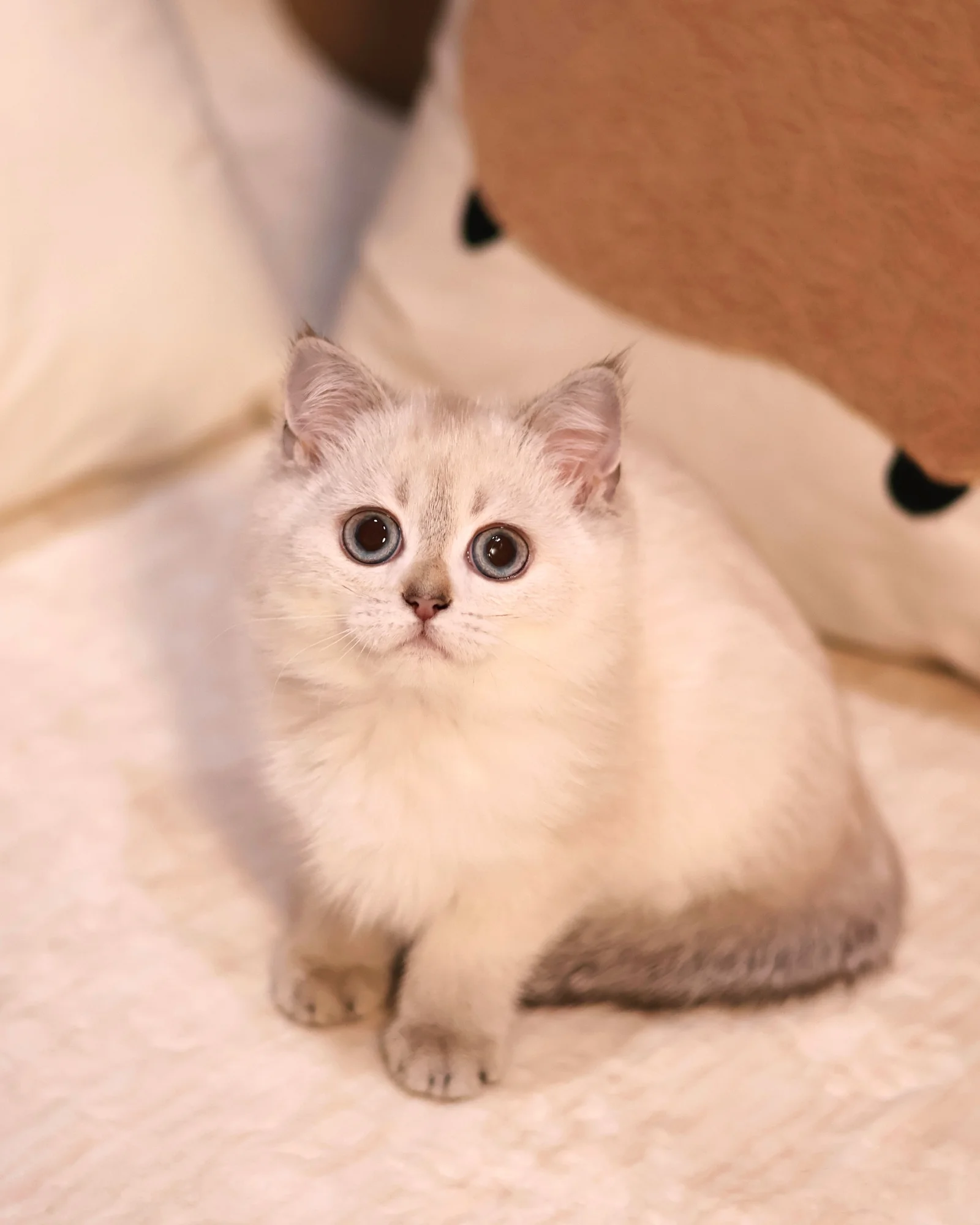 Lyra