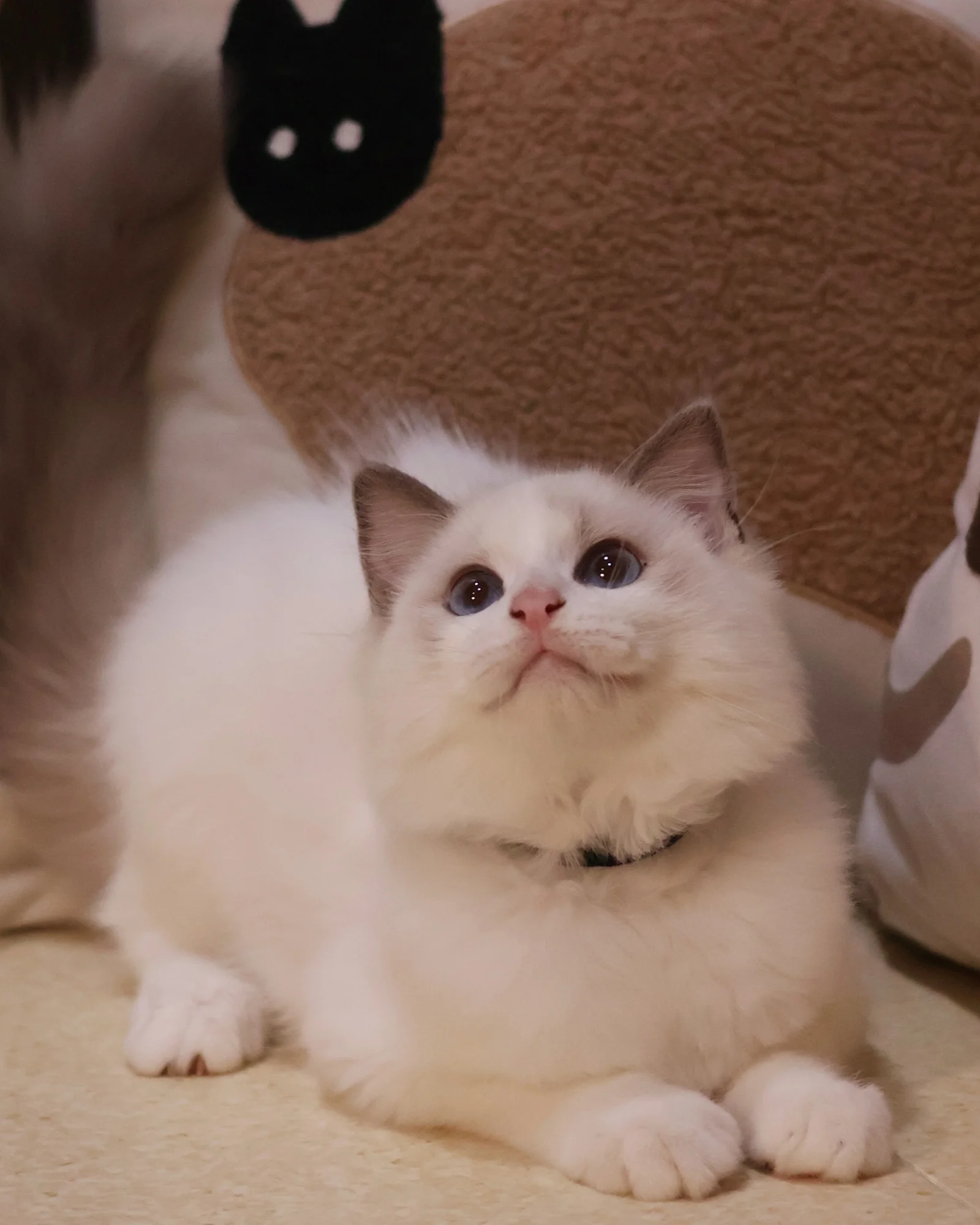 Ragdoll kitten in Singapore