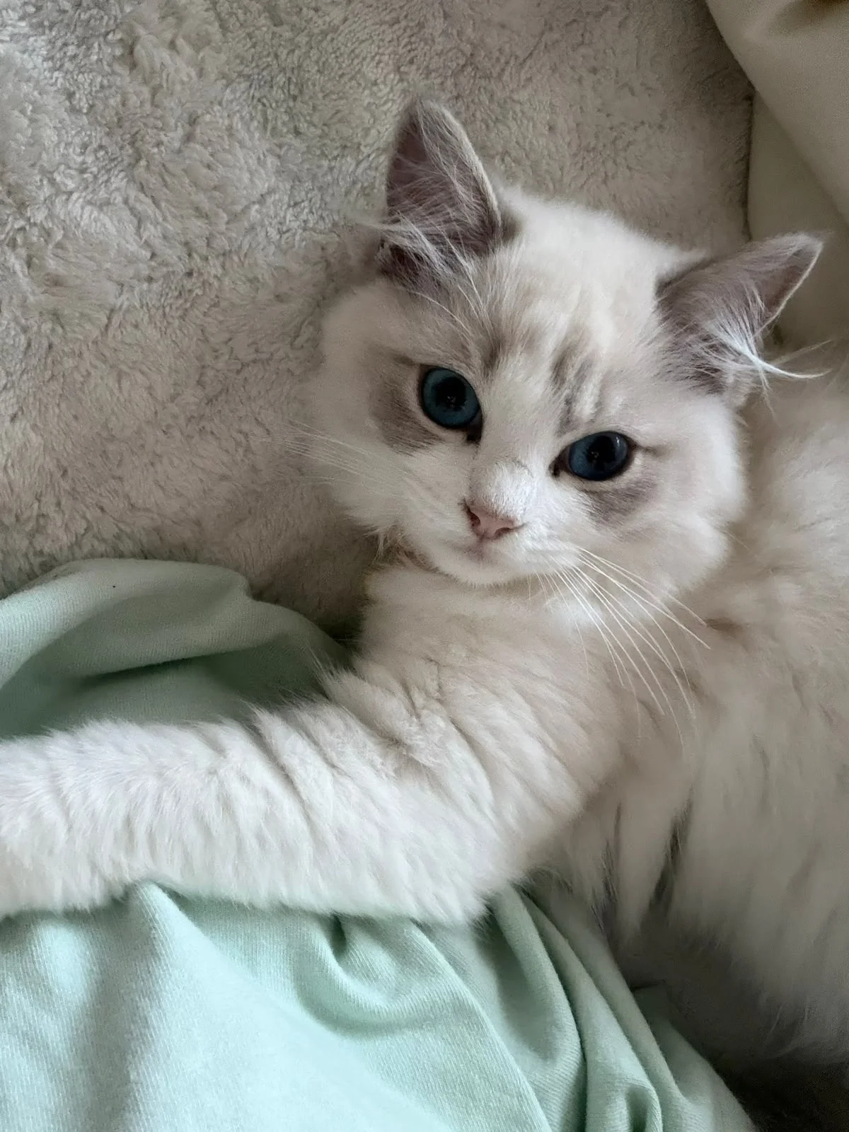Juno Happy Home