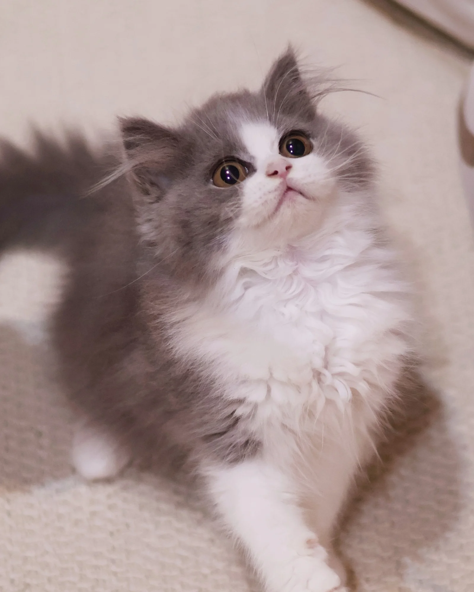Zephyr