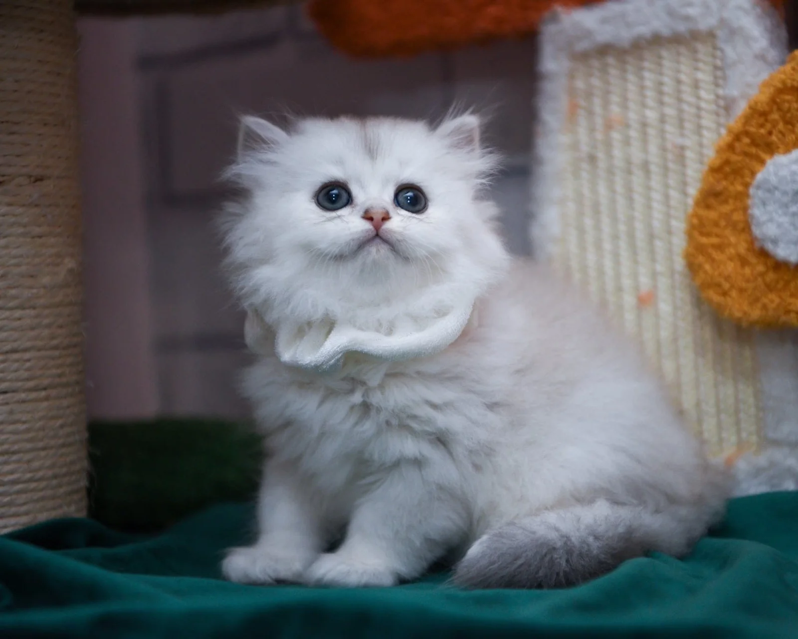 British Longhair