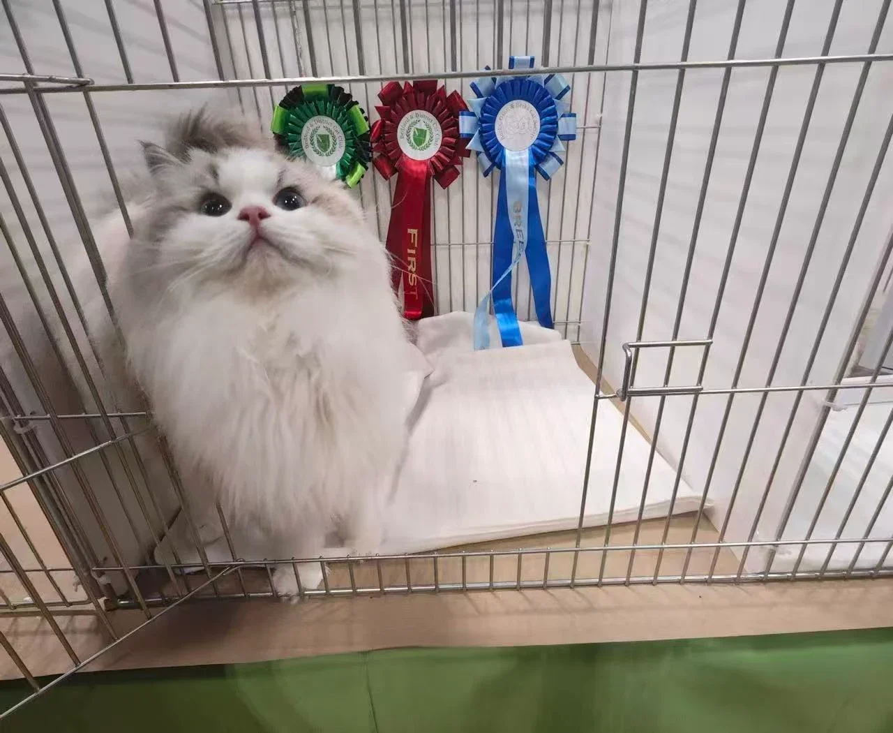 A blue bicolour Ragdoll with cat show rosettes