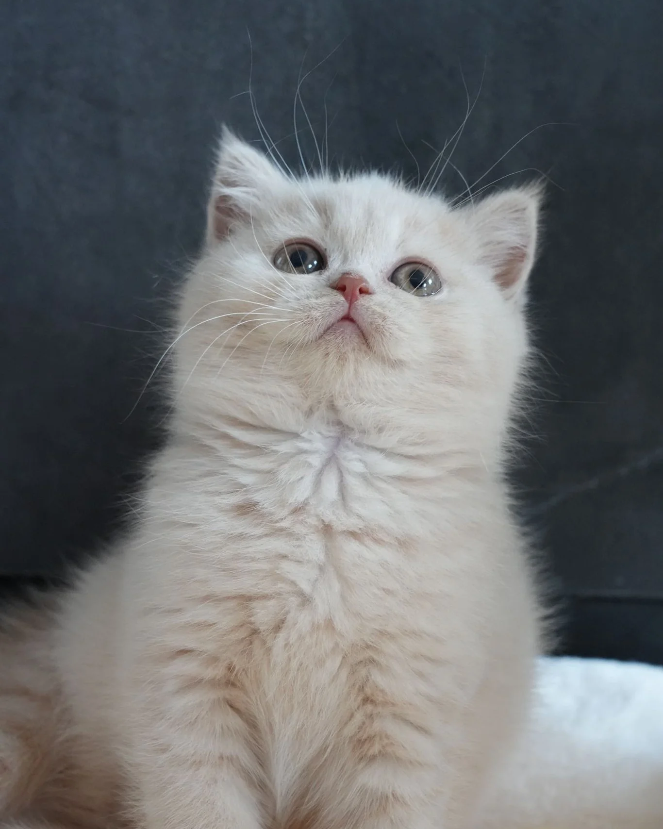 British Shorthair Colours Guide for Singapore Cat Owners