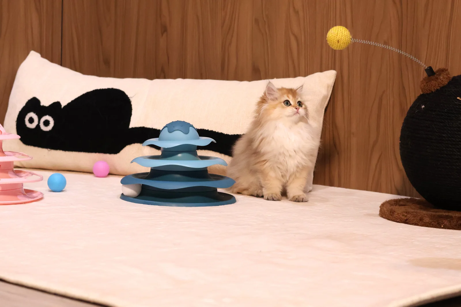 How NekoTown Selects Breeders and Kittens