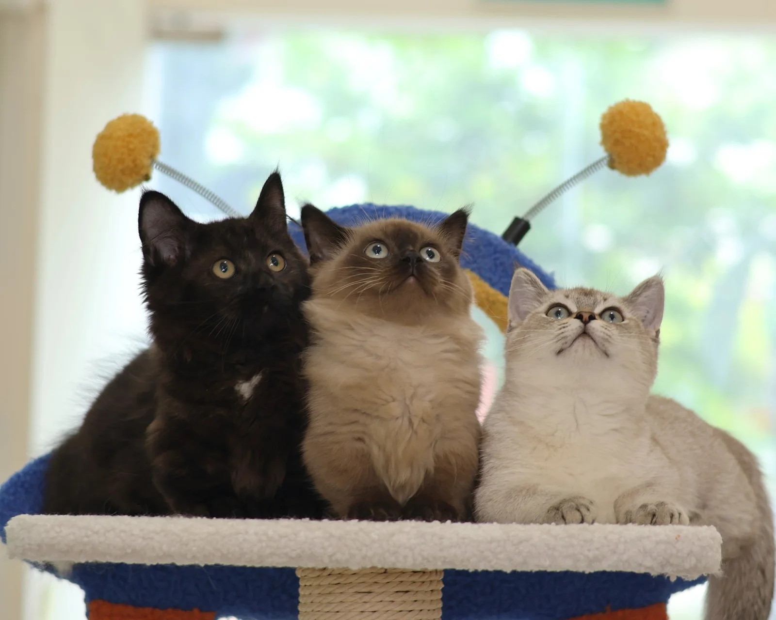 Kitten Socialisation in Singapore: Why Where a Kitten Grows Up Shapes Its Personality for Life