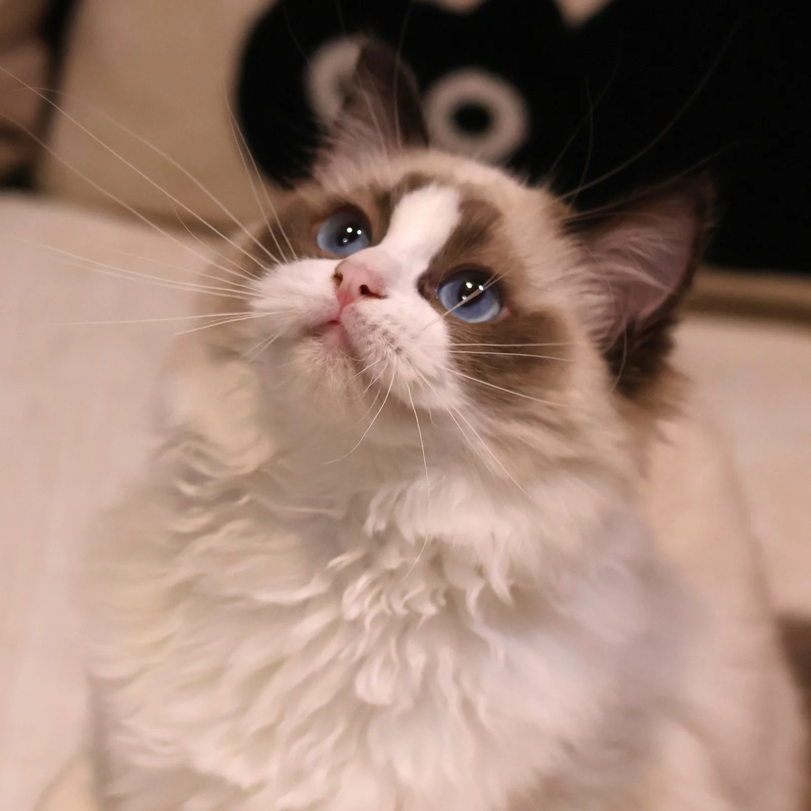 Ragdoll