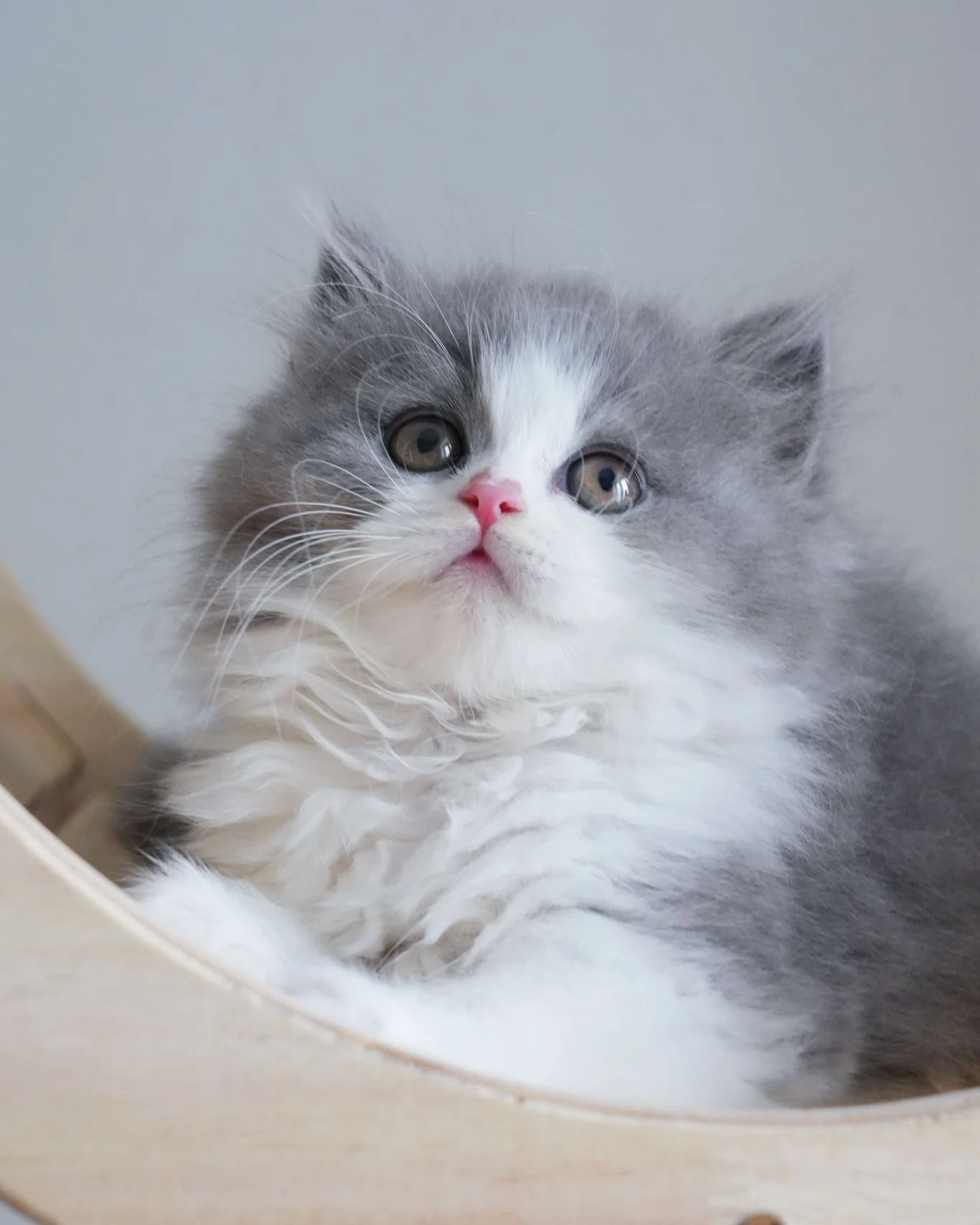 Zephyr