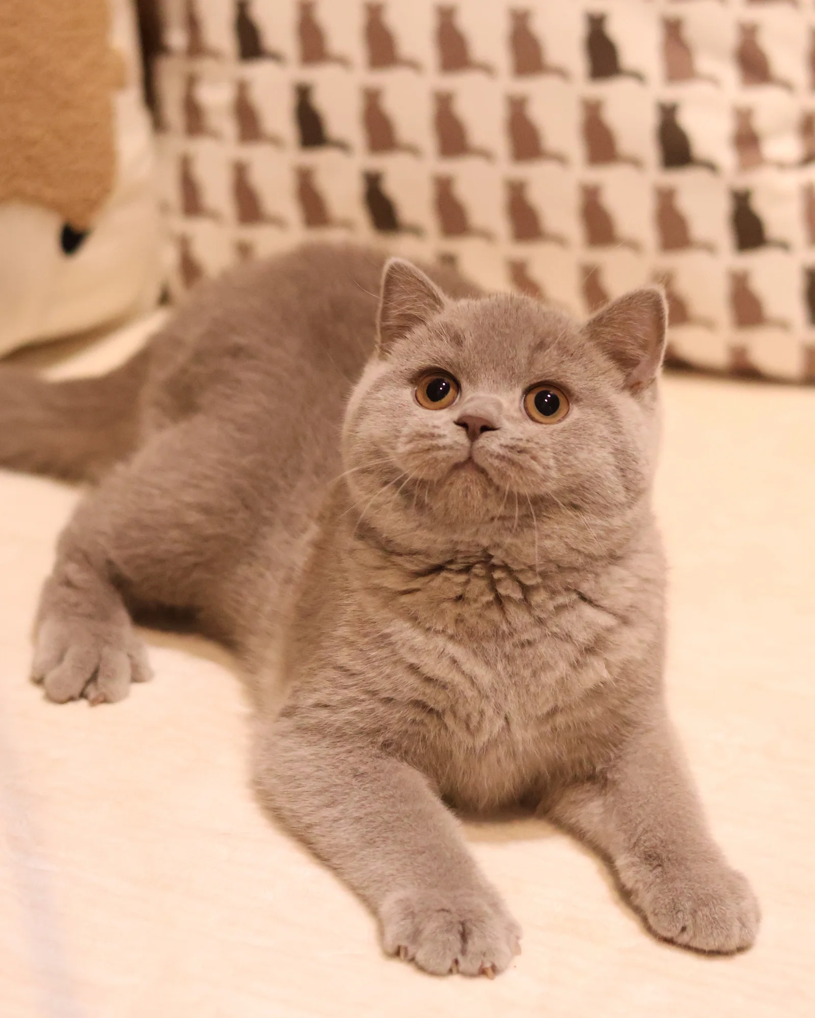 British Shorthair Colours Guide for Singapore Cat Owners