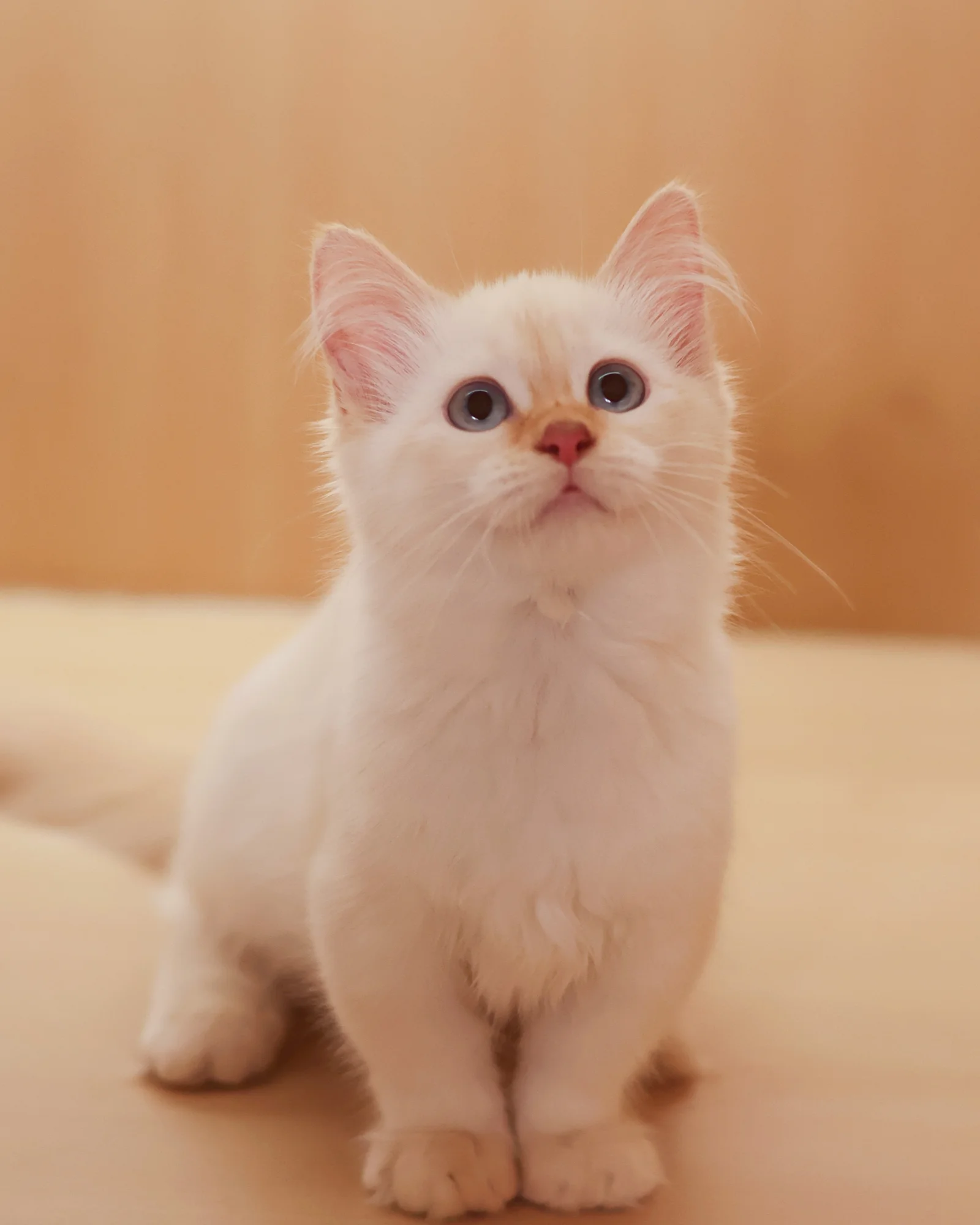 Maple