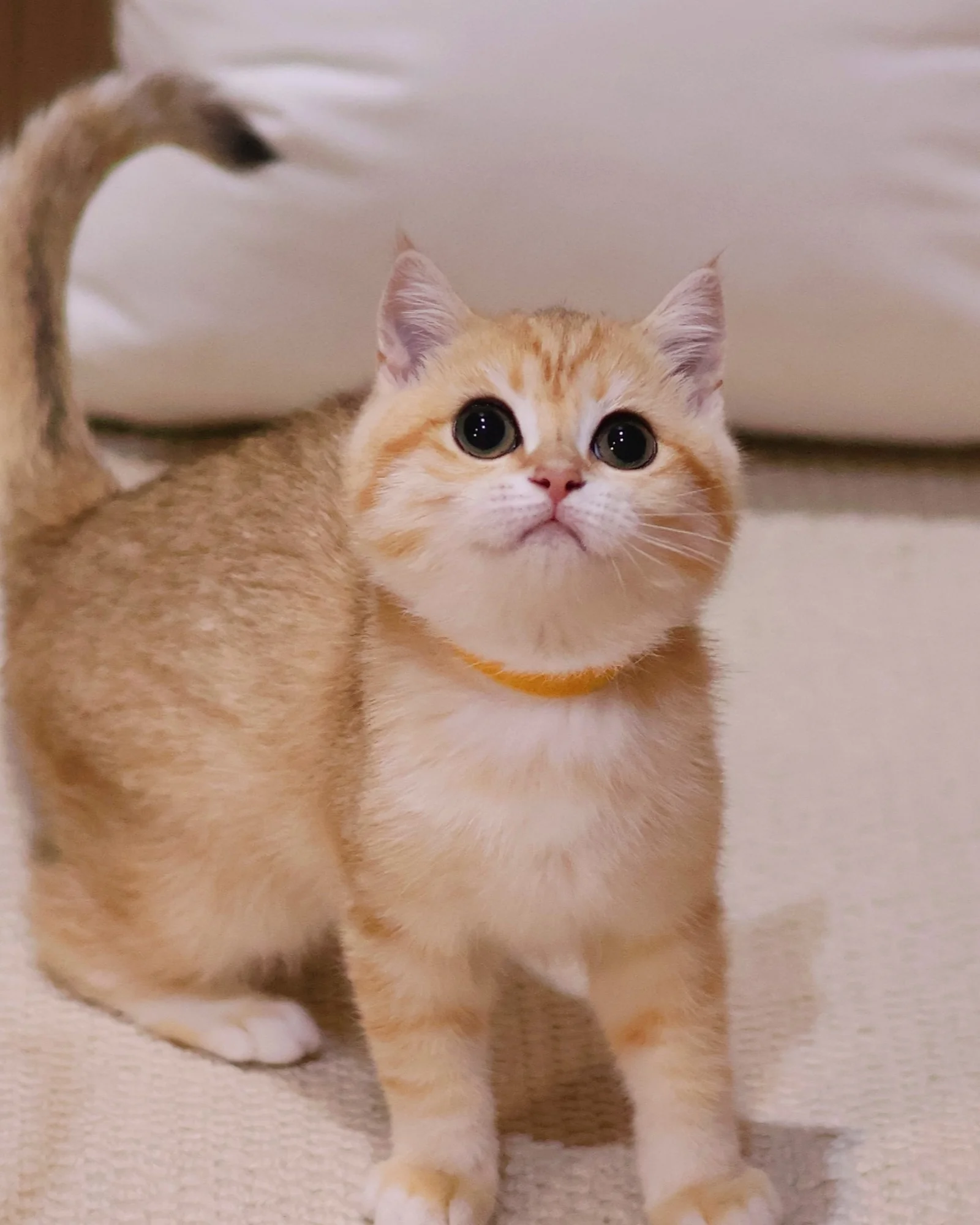 British Shorthair kitten in Singapore