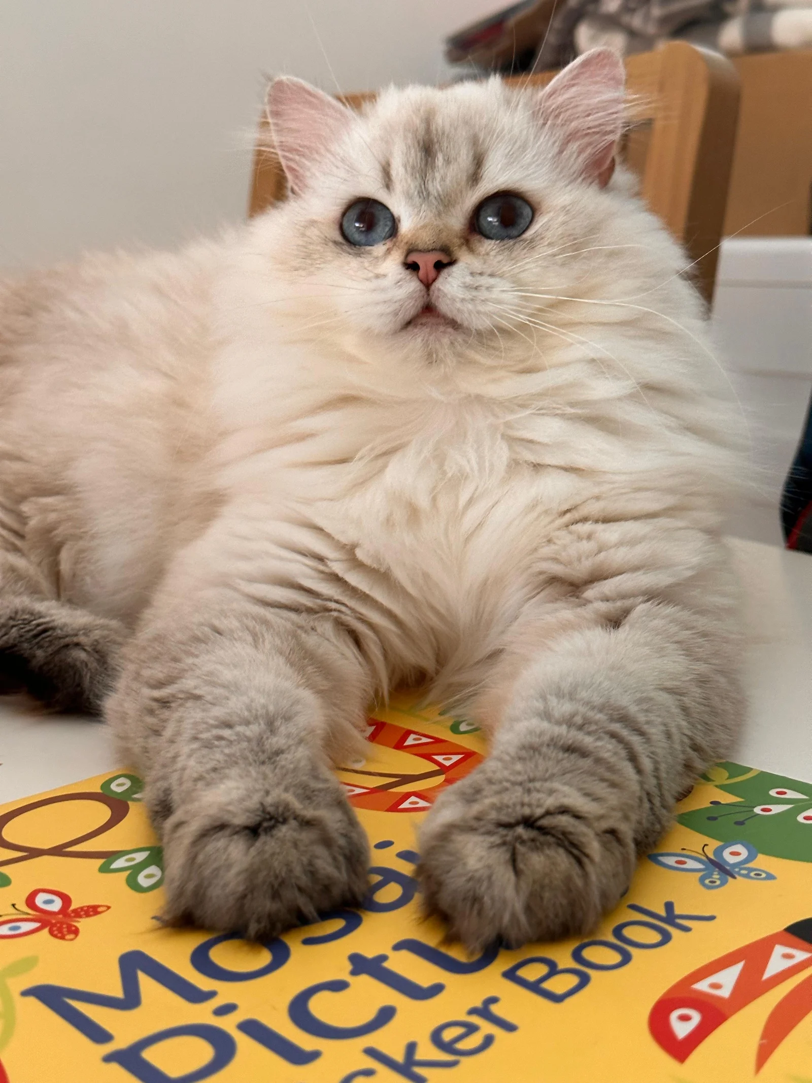 Snowbell