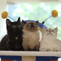 Well-socialised kitten raised in a home environment at NekoTown Singapore