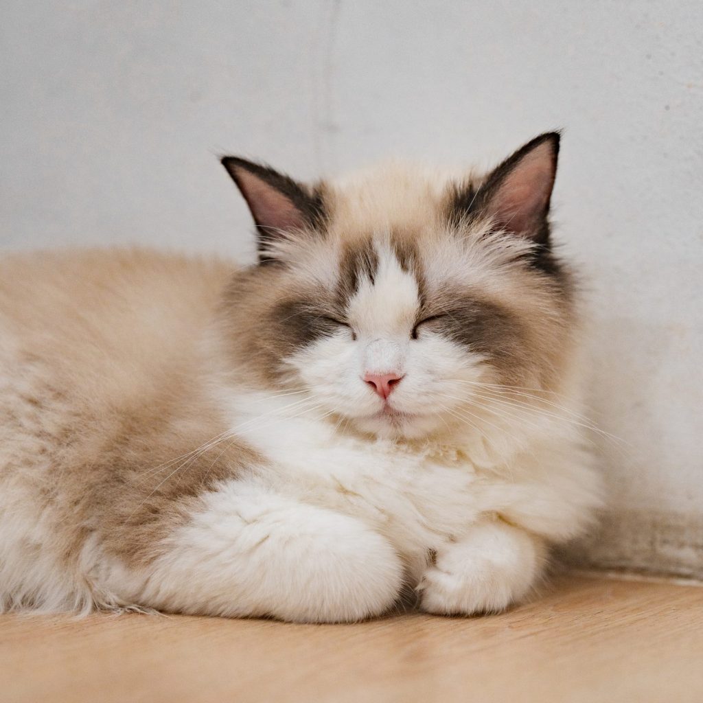 Why cats sleep so much