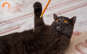 Black cat playing with a pencil