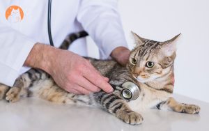 A veterinarian examines a brown tabby cat with a stethoscope