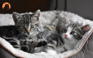 Kittens resting in a fluffy pet bed
