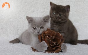 Two kittens on a soft blanket