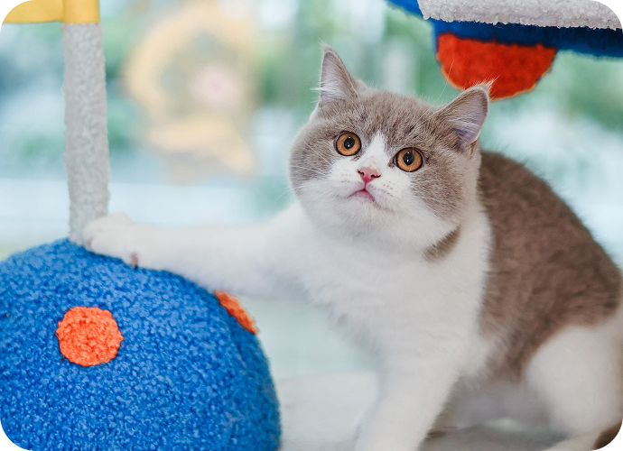 british shorthair playing with toy ball