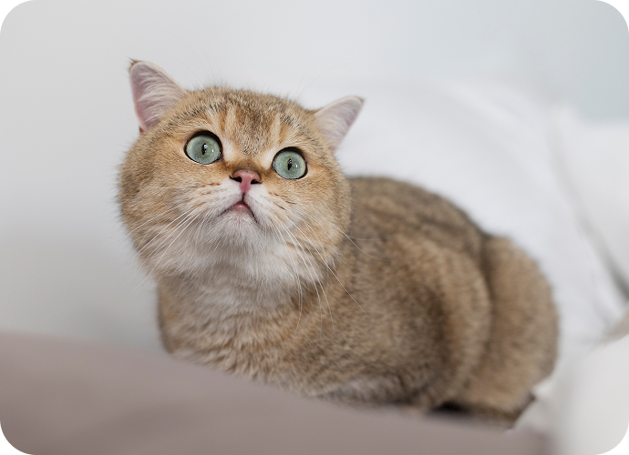 golden british shorthair kitten resting