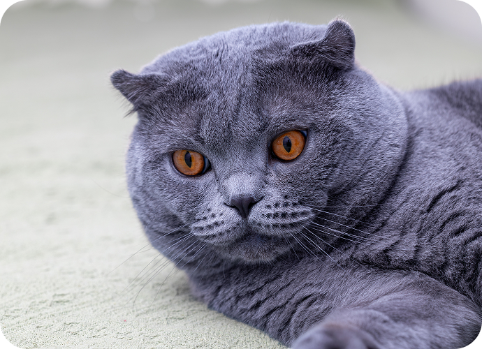 blue british shorthair breed lying on ground