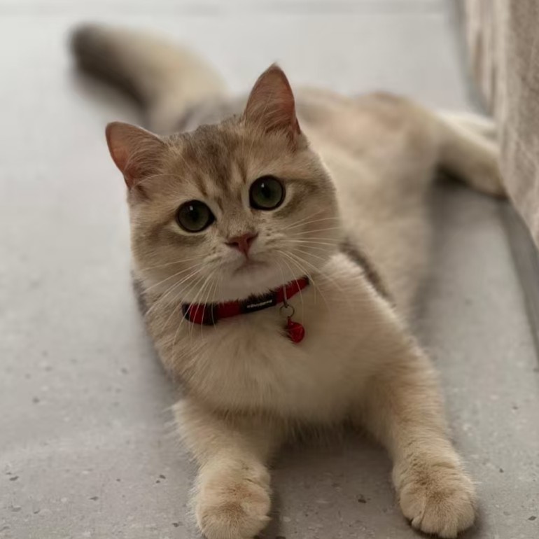 c0fadb018fb4a26bc28f15a68ecdd62b