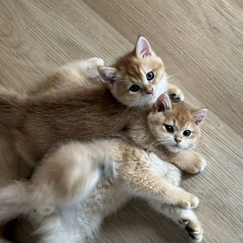 图片_20251110154334_274_57