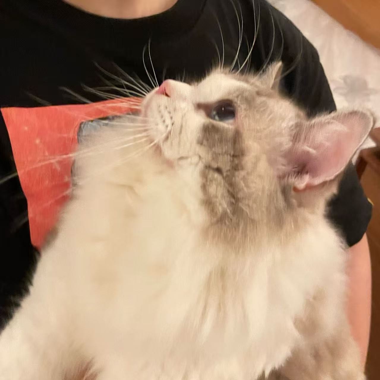 图片_20251110155538_277_57