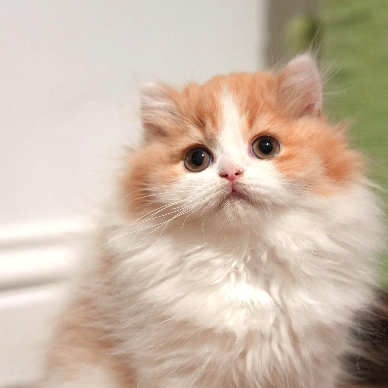 Red White British Longhair