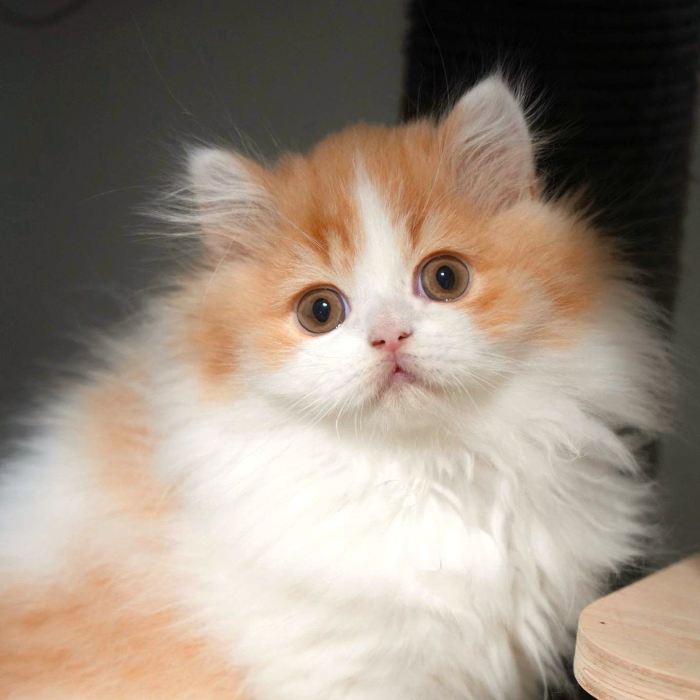 Red White British Longhair