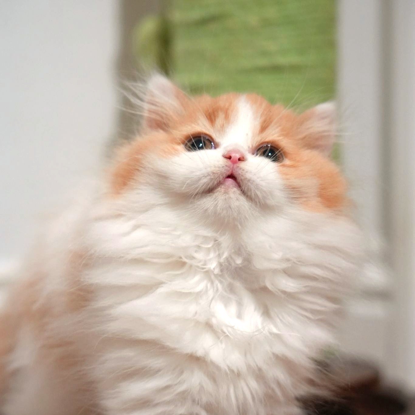 Red White British Longhair