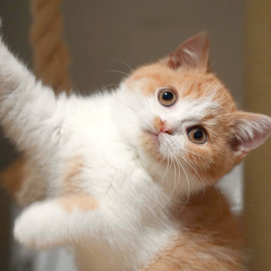 Red White British Shorthair