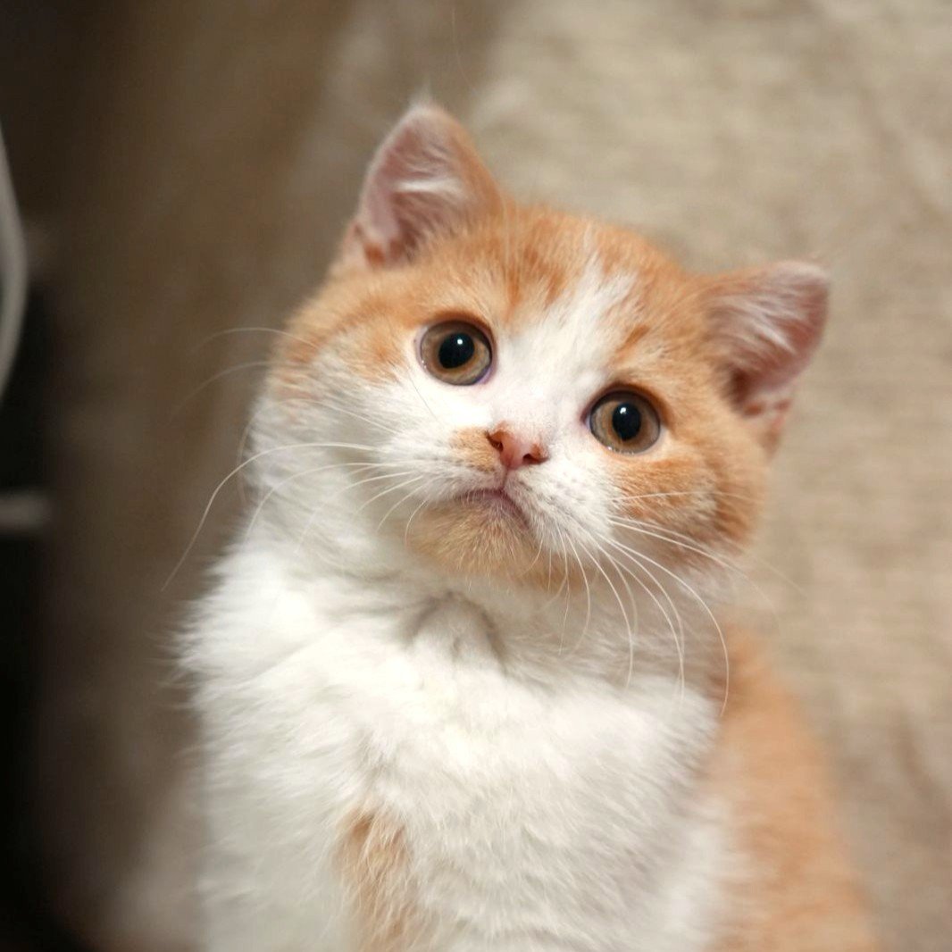 Red White British Shorthair