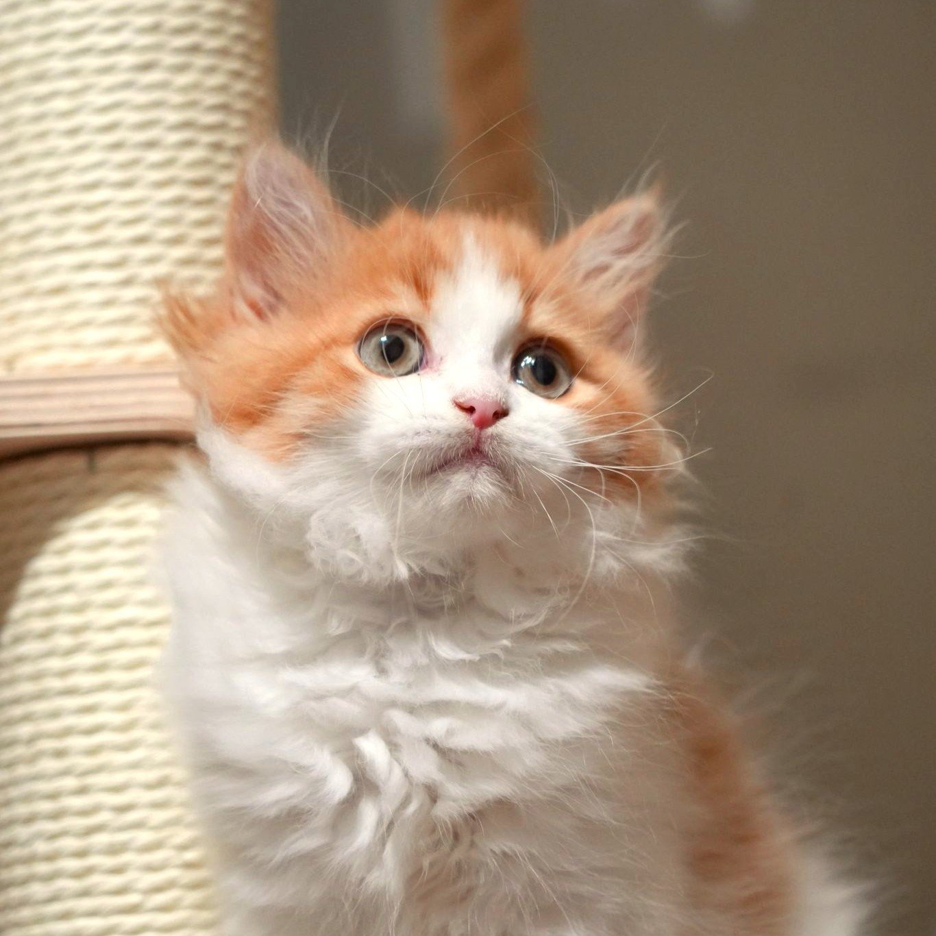 Red White British Longhair