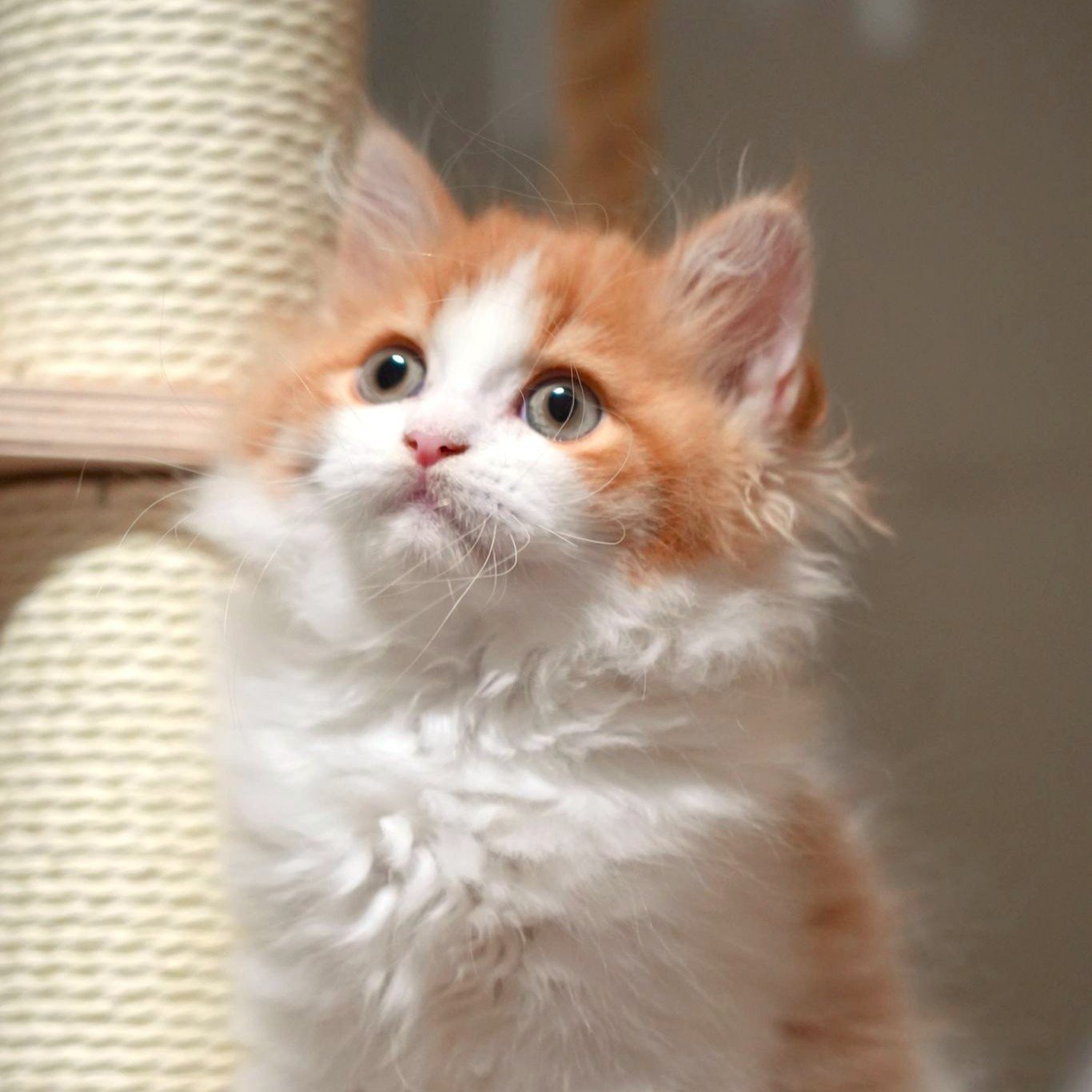 Red White British Longhair