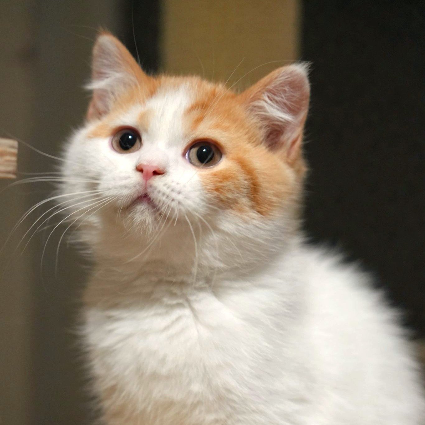 Red White British Shorthair