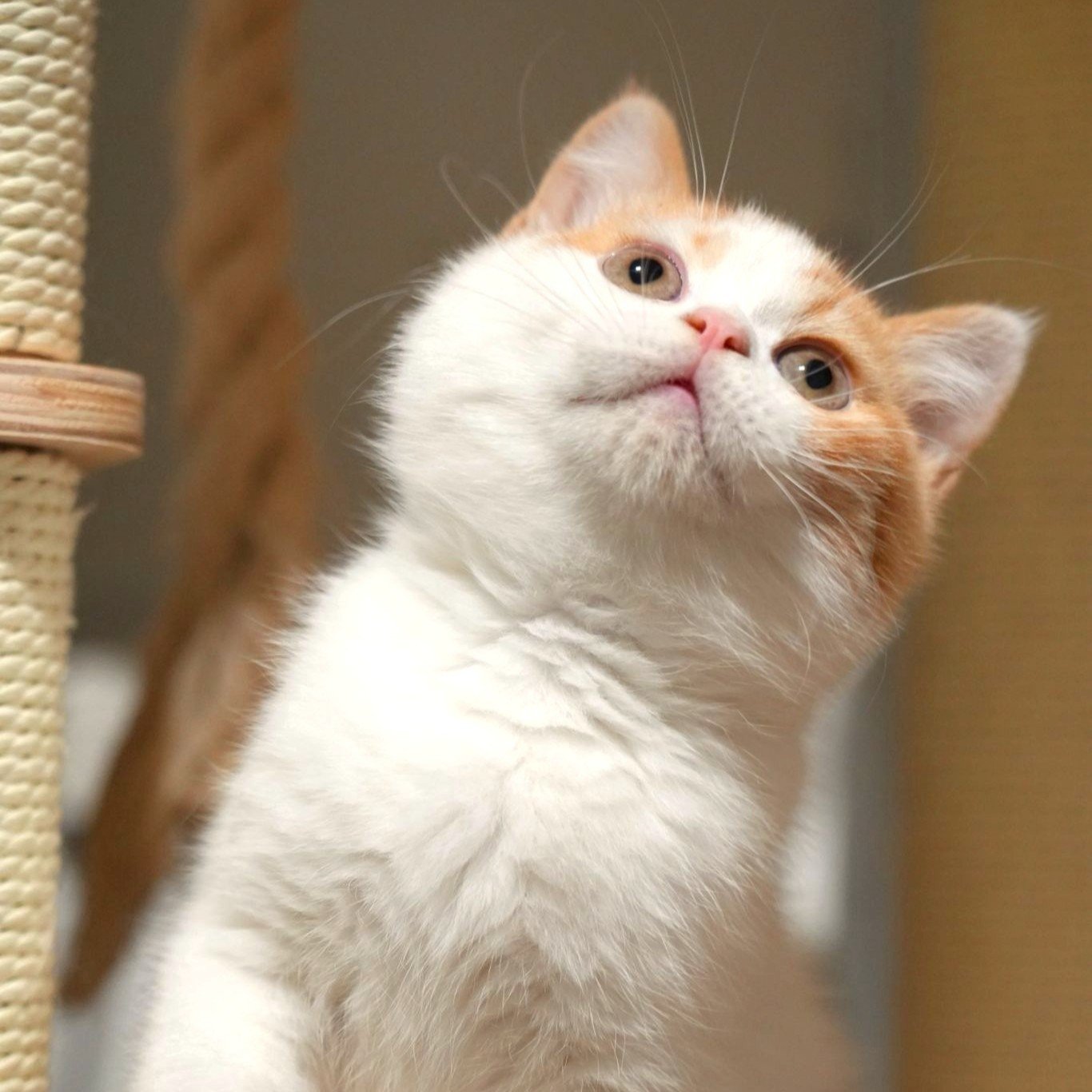 Red White British Shorthair
