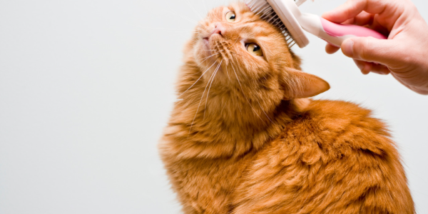 Screenshot 2024-04-21 204448